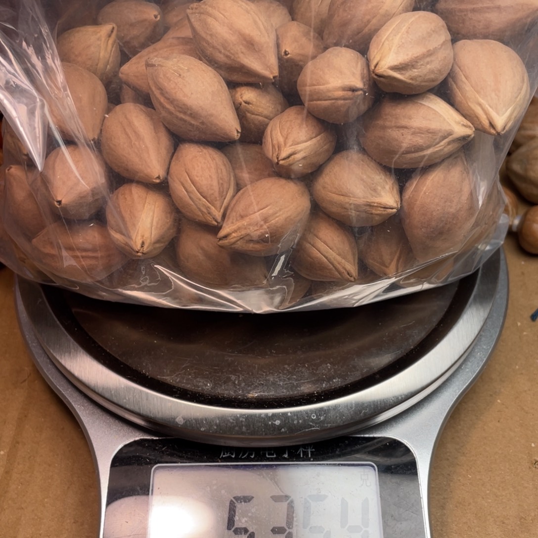 L***海手串/手链橄榄核535克