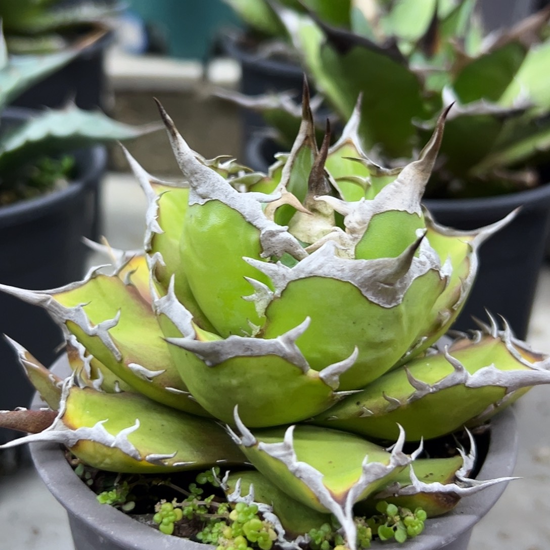 太阳神一物一拍偏远不包邮不退不换