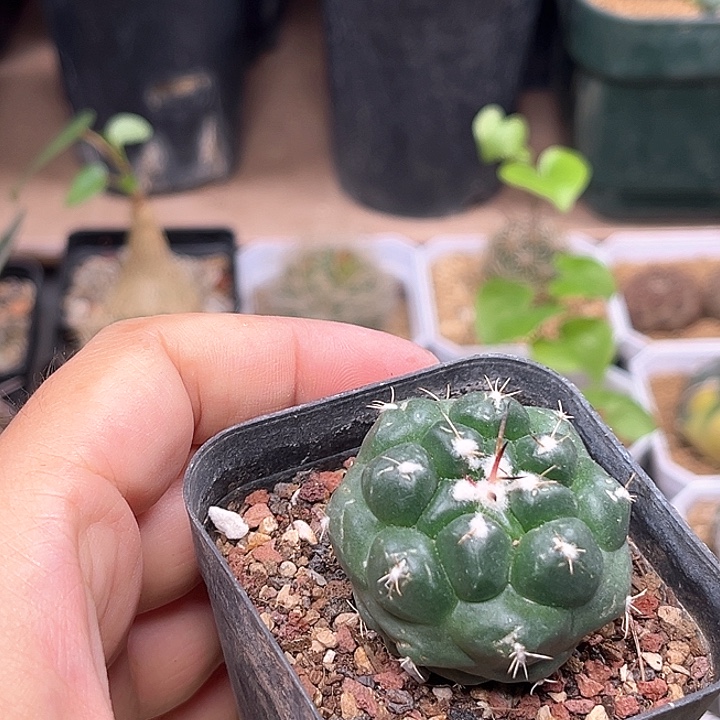 无刺象牙丸蜘蛛之眼自根3.9cm