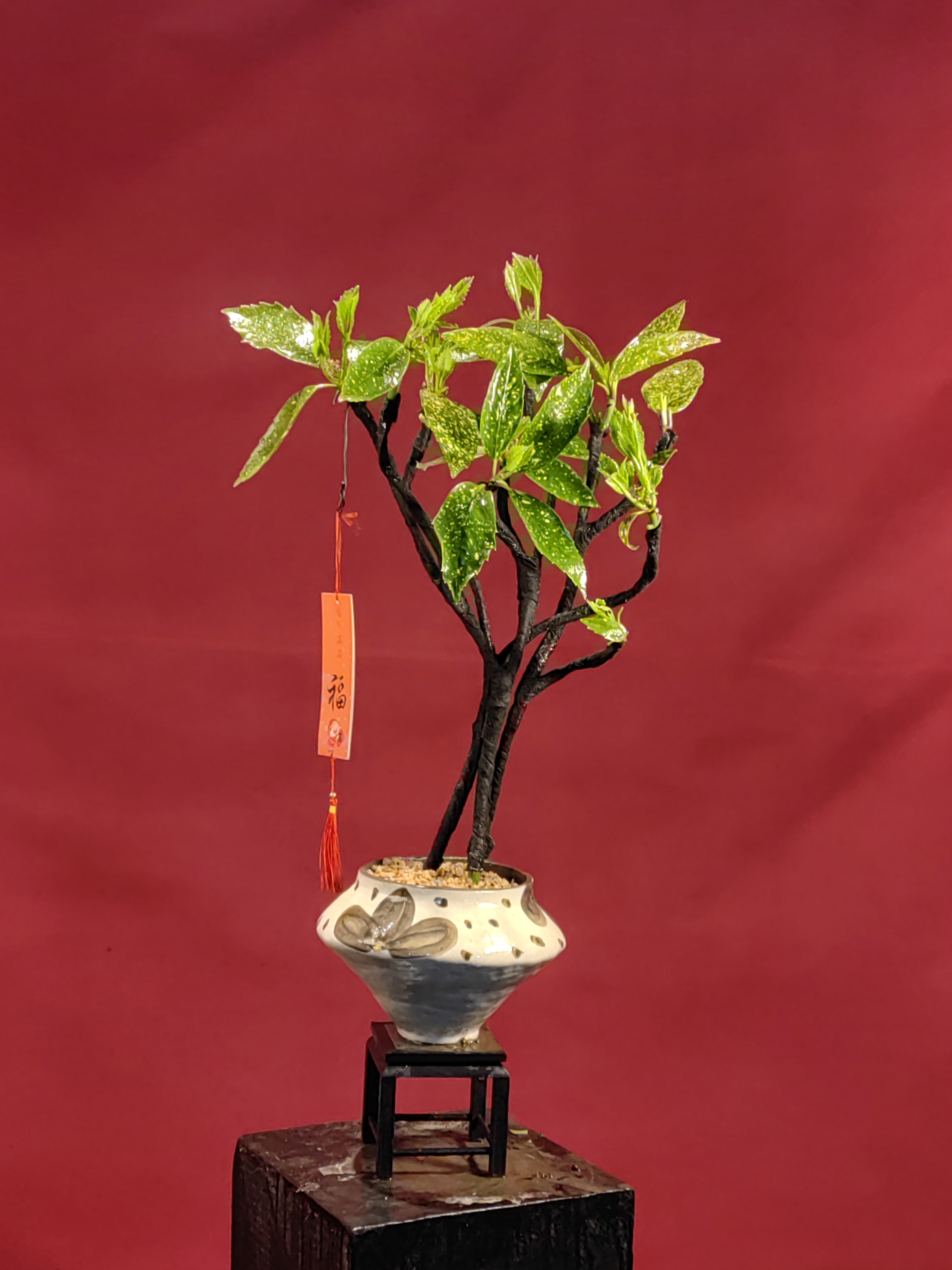 撒金珊瑚 四季常青 