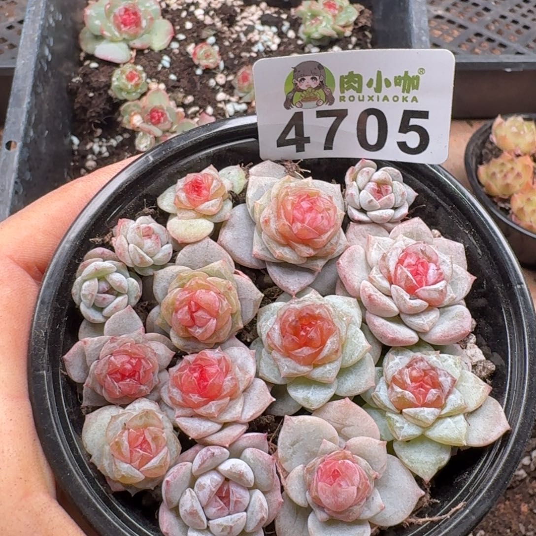 多肉植物多肉植物