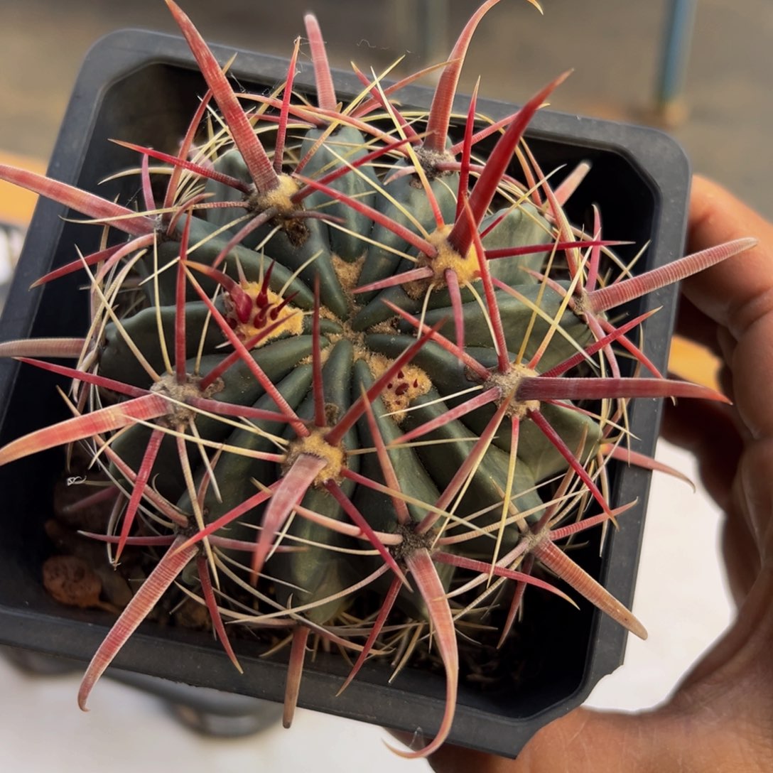 精品炫刺日出（福利）