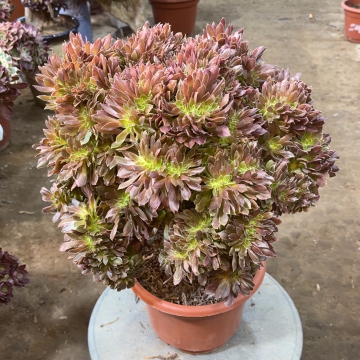 精品法师福利多多