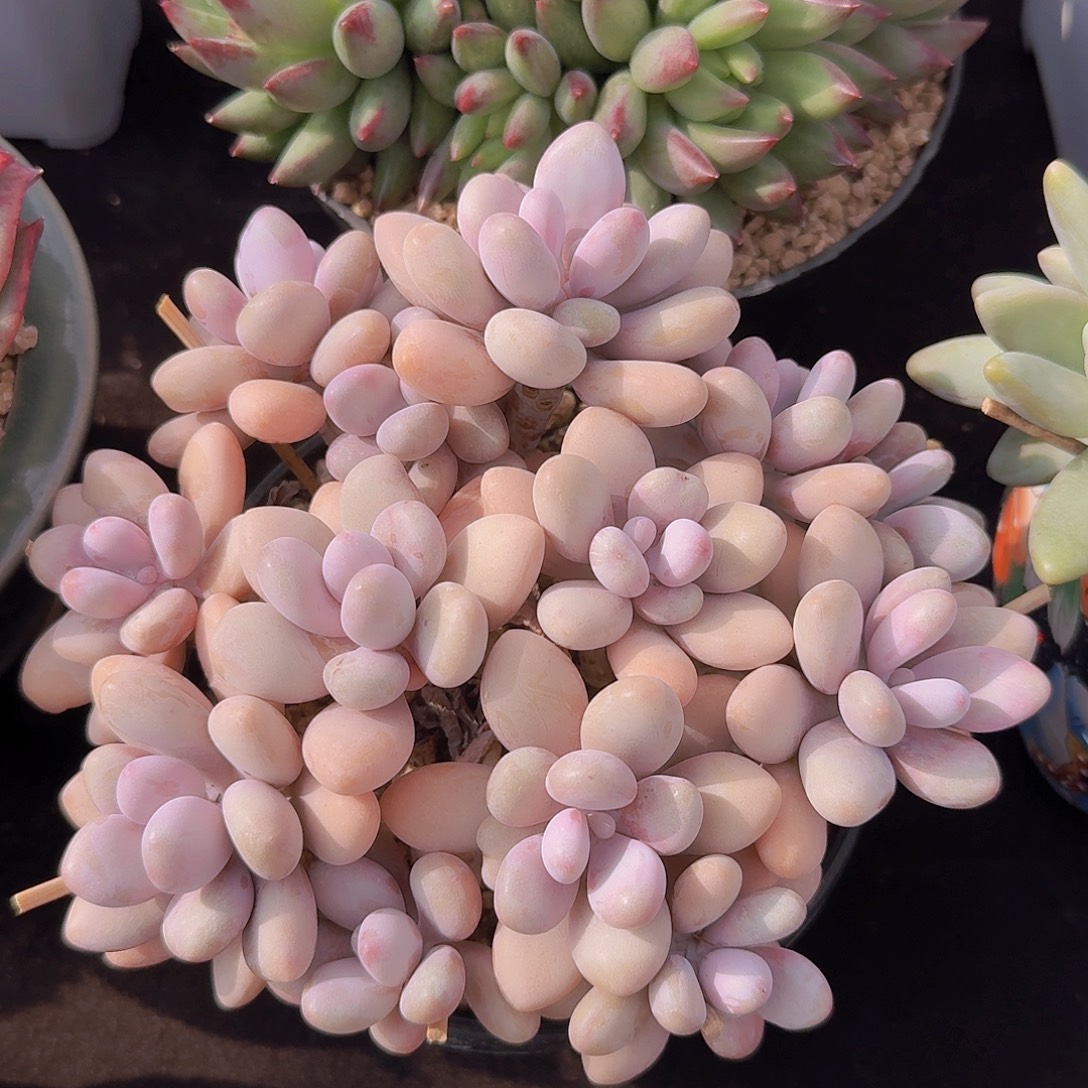 桃蛋多肉一物一拍