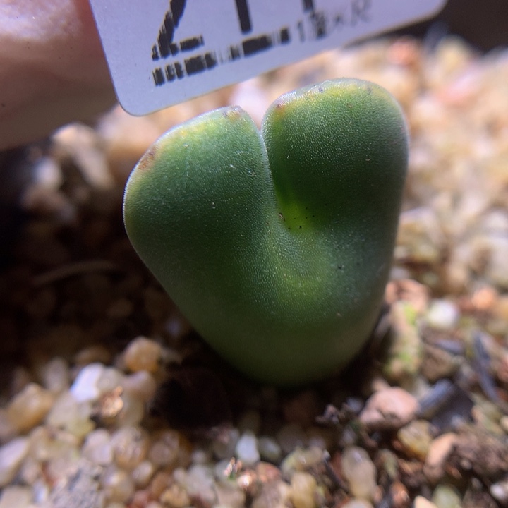 精品生石花310.211空蝉