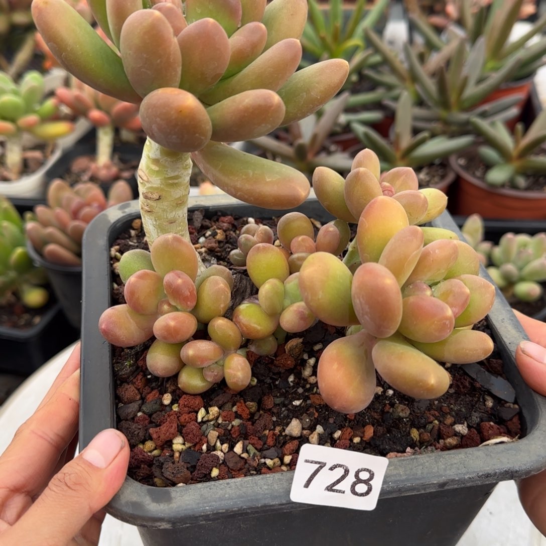 728号一物一拍一物一拍一物一拍