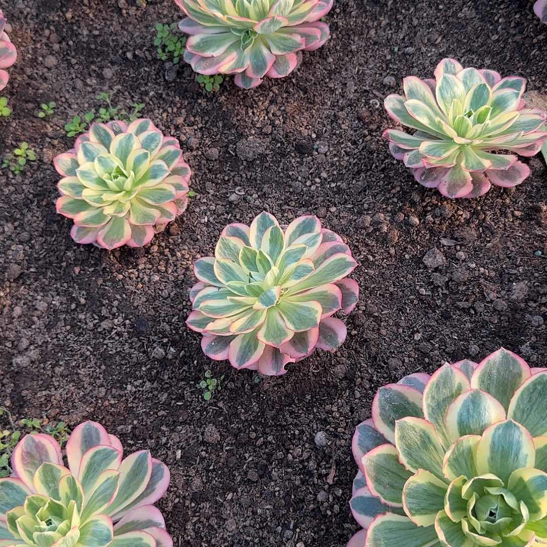 ****Z4309---暴君多头多头