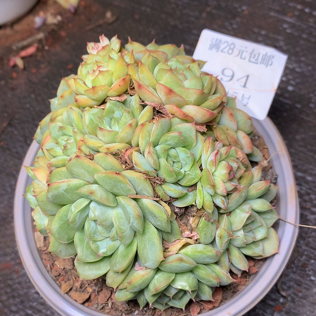 【闪购商品】云94号