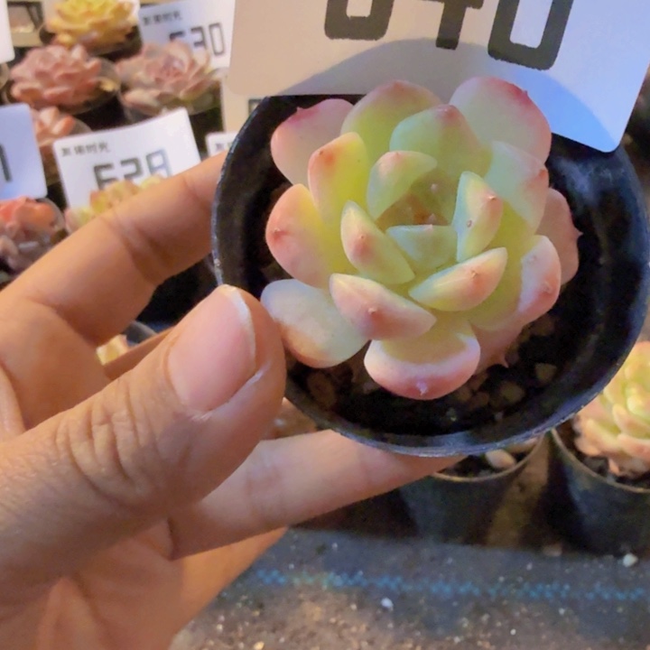 640，带嗯带土发货