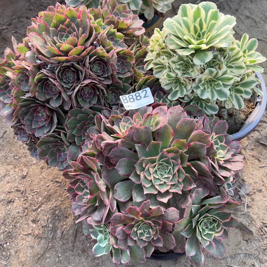 882三颗组合多肉植物法师多肉