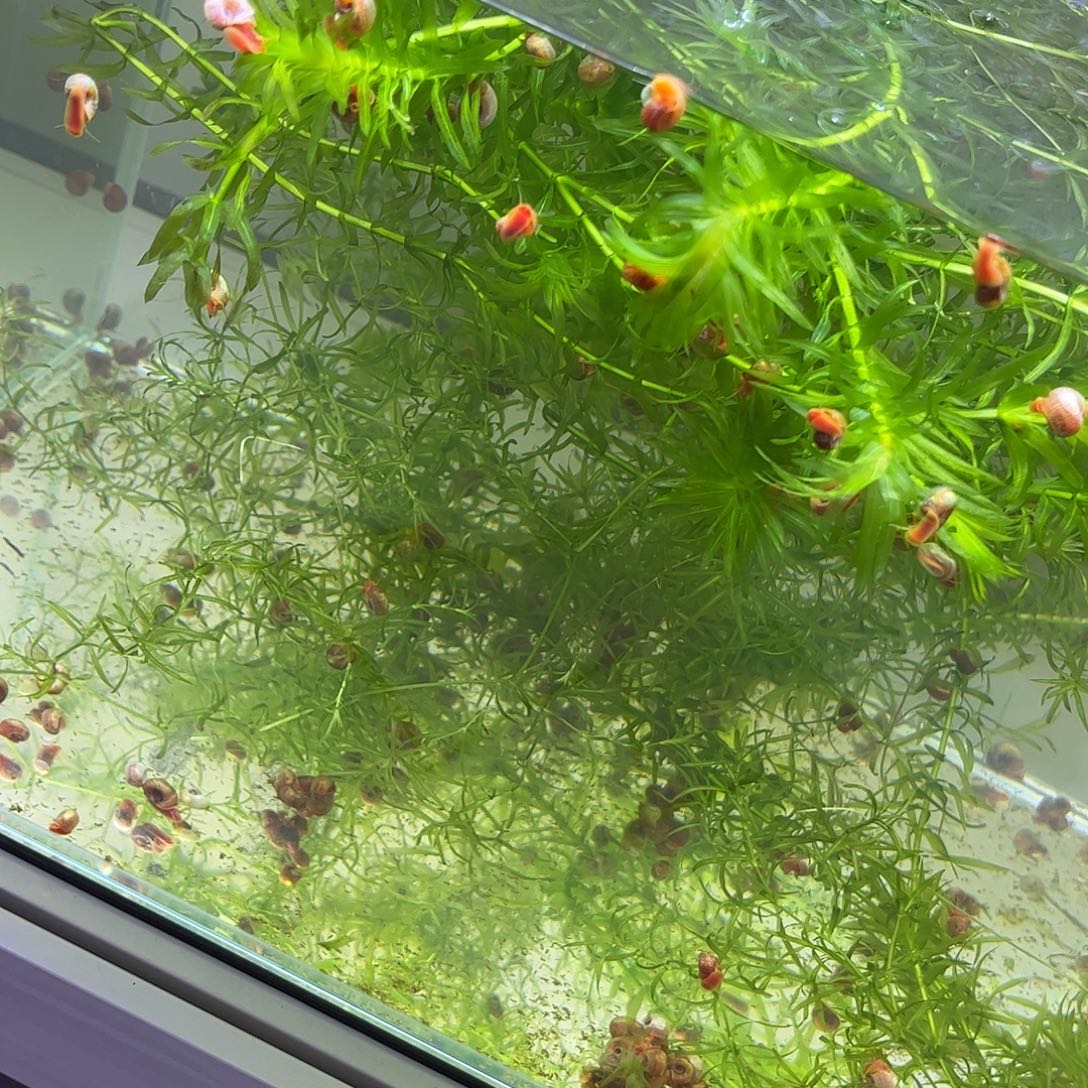 苹果螺苹果螺30个 7-9毫米左右