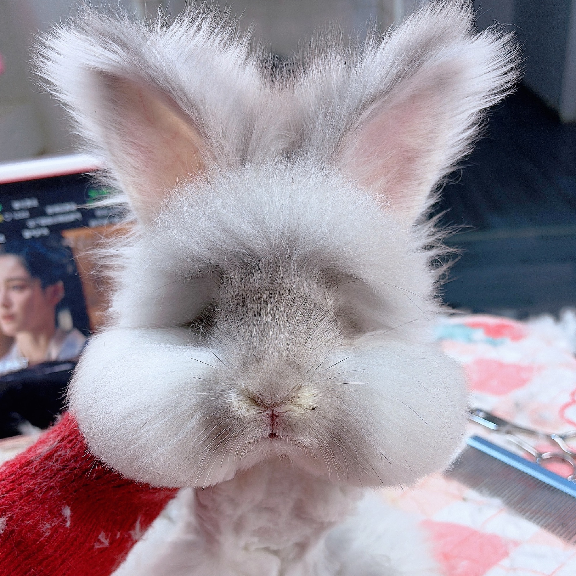 【百利甜】淡紫星黛露妹妹（运费自理）