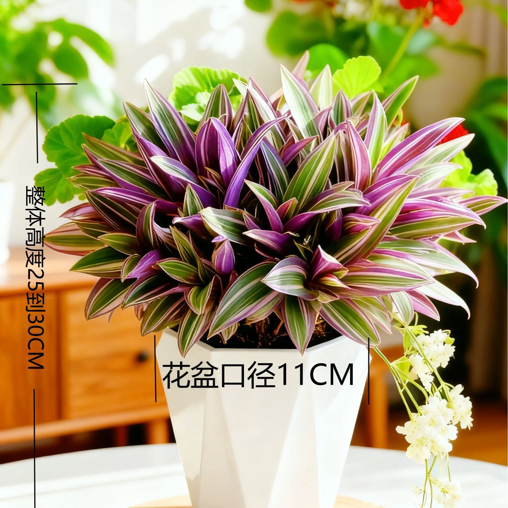 【紫露兰】老杨盆栽易爆盆好养活室内办公四季花卉绿