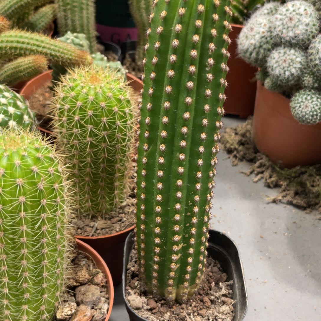 进口金妞金1自根一杯