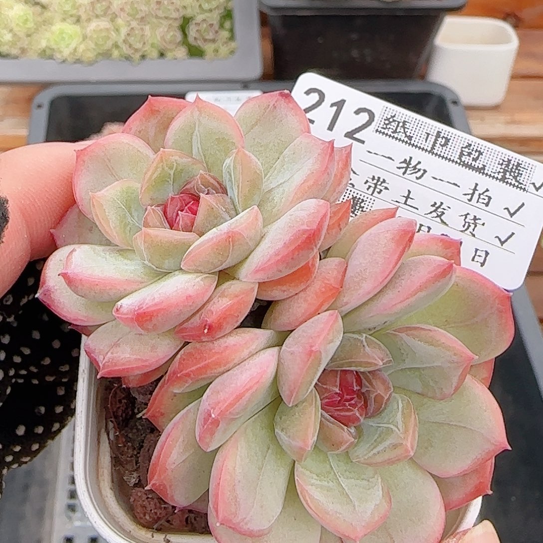 多肉0831-212琴心琴心