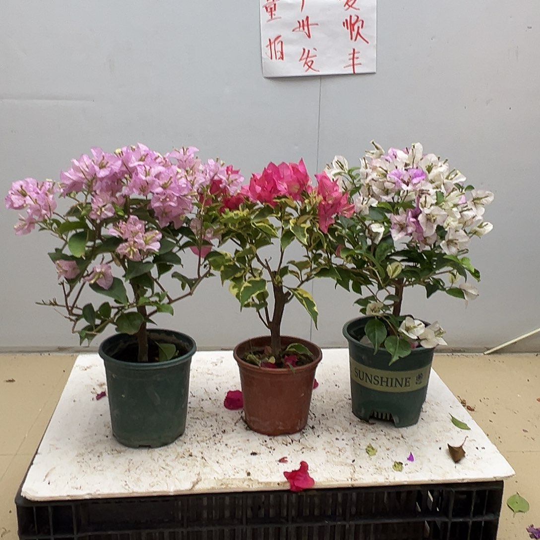 大部分花苞少量开放丽娜，蜡染粉，雪紫组合