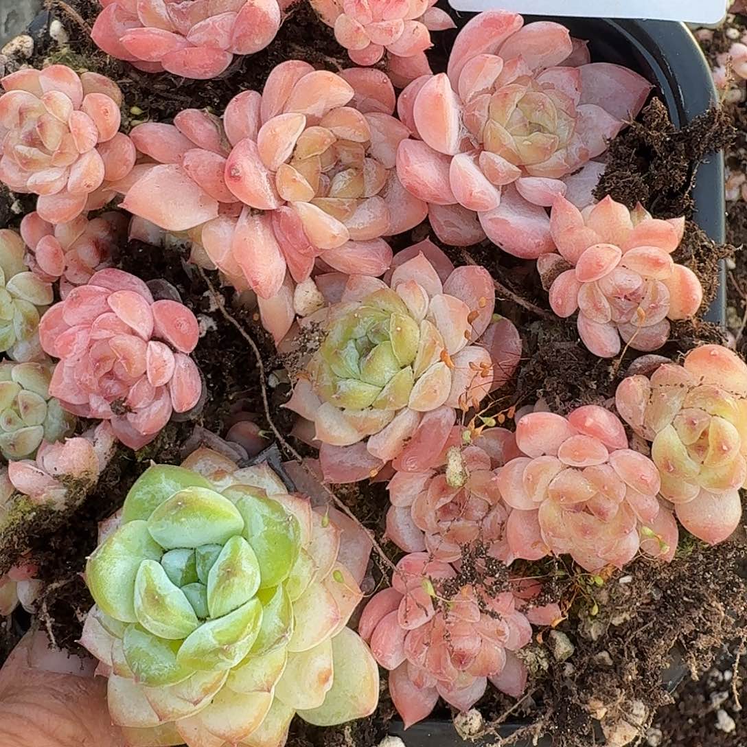 杂交新品珍妮多肉1629