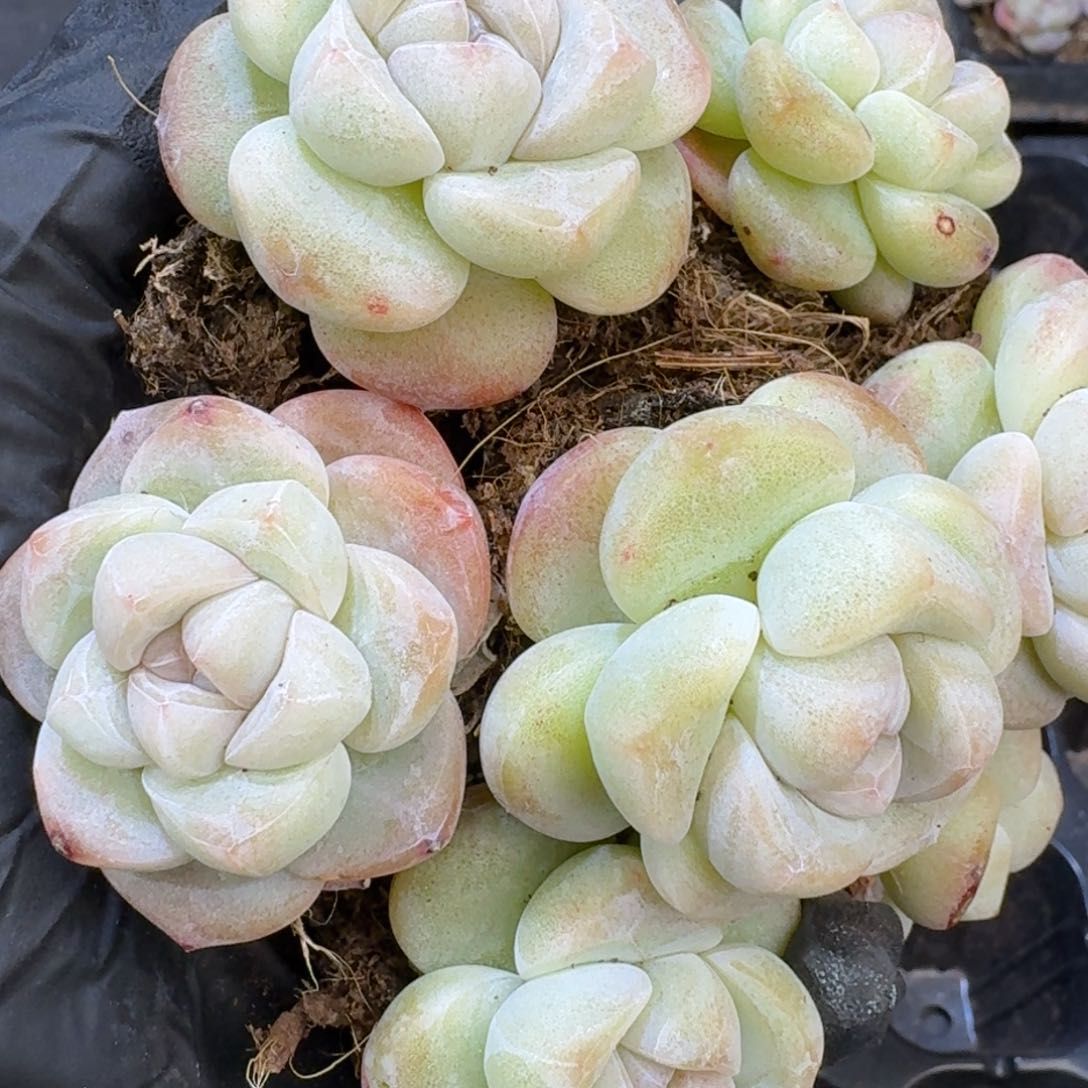 100号到手7颗江北多肉