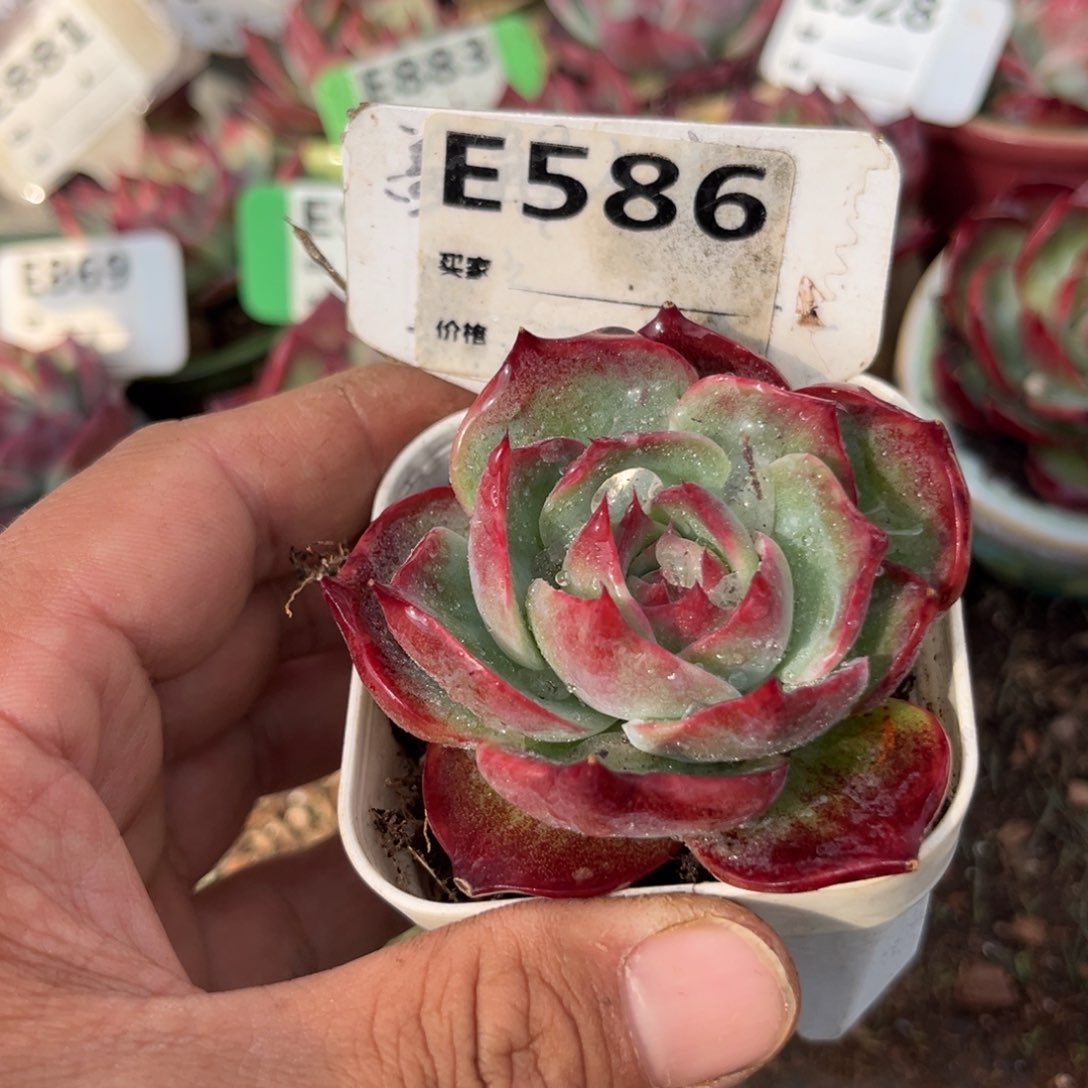 惊鸿一瞥586号多肉