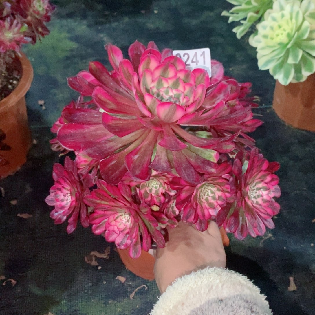 红铜白241多肉1111