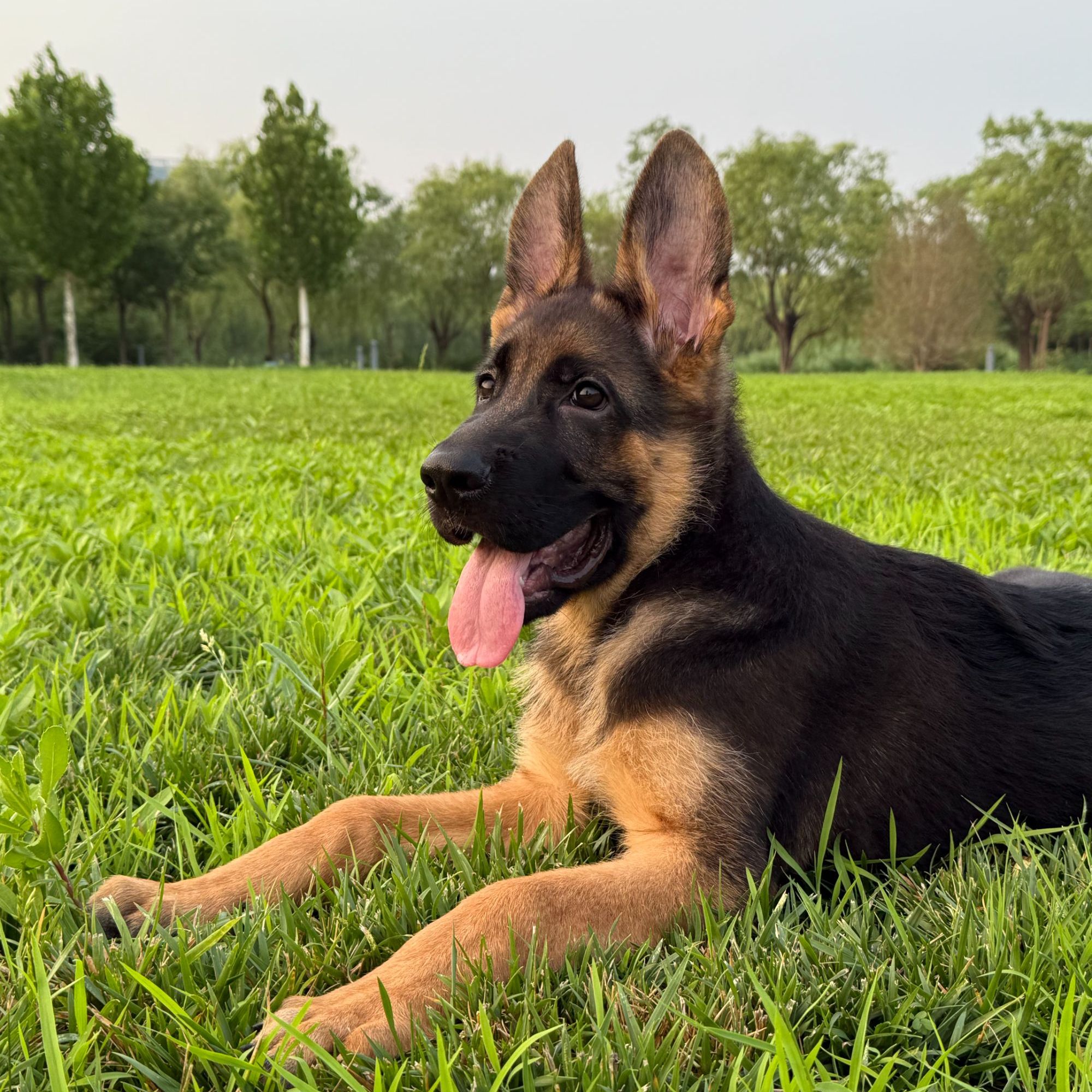 <阿奇德牧>T狗狗活体