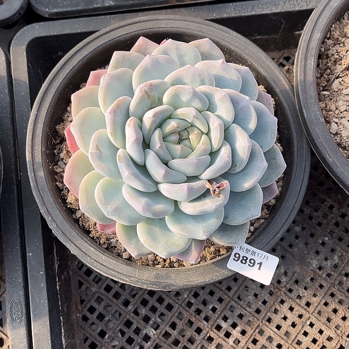 阿雅园艺。      9891