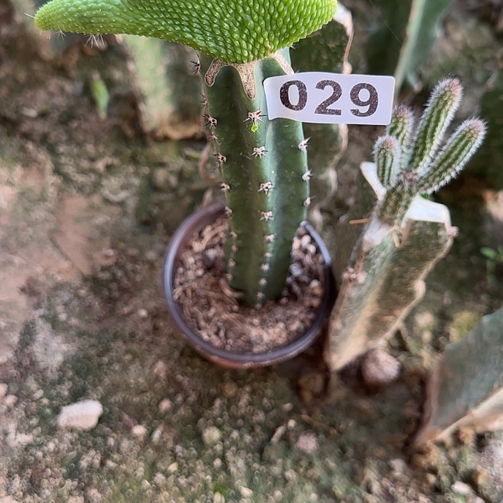 季***末无花朵嫁接青蛇缀029