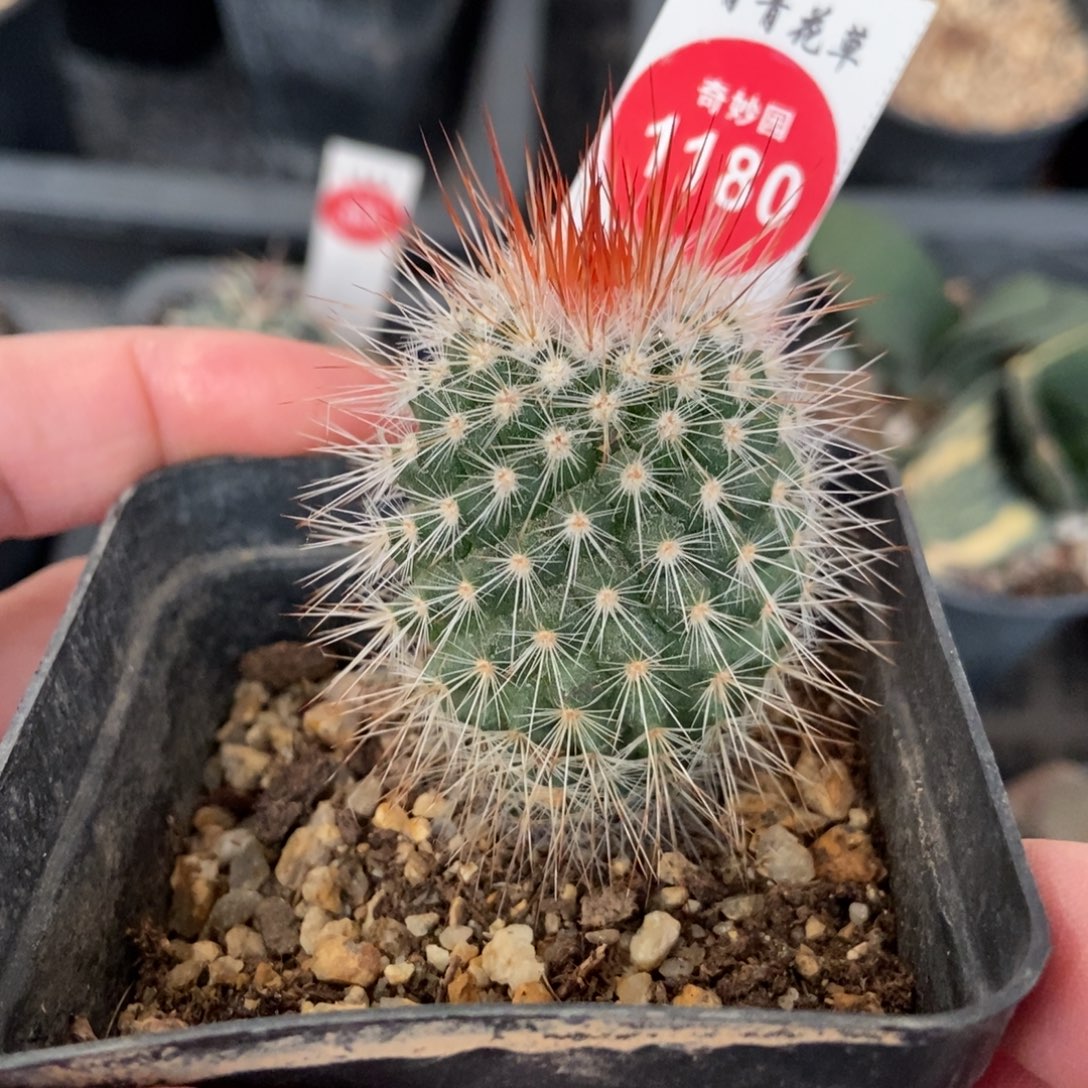 绯泉变种一棵仙人球