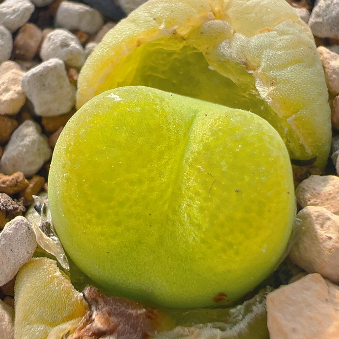 84多肉植物百科知识