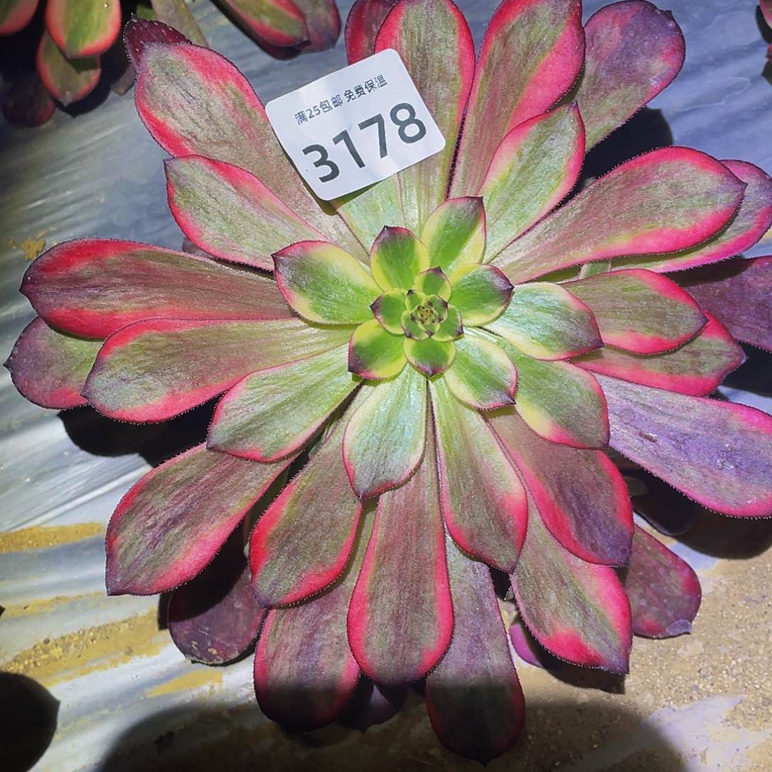 3178烟花多肉植物