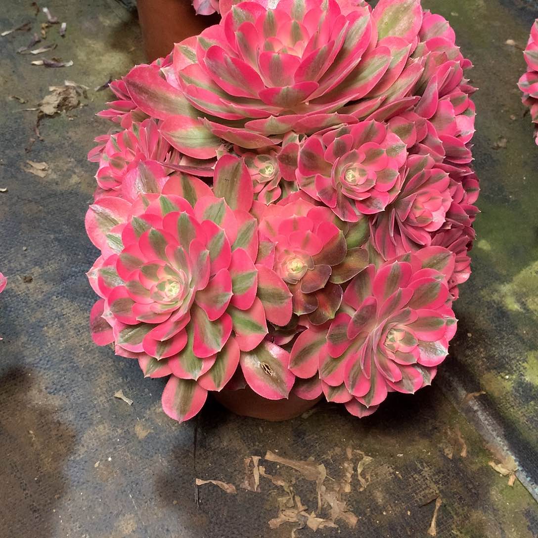 大****)多肉多肉多肉多肉115