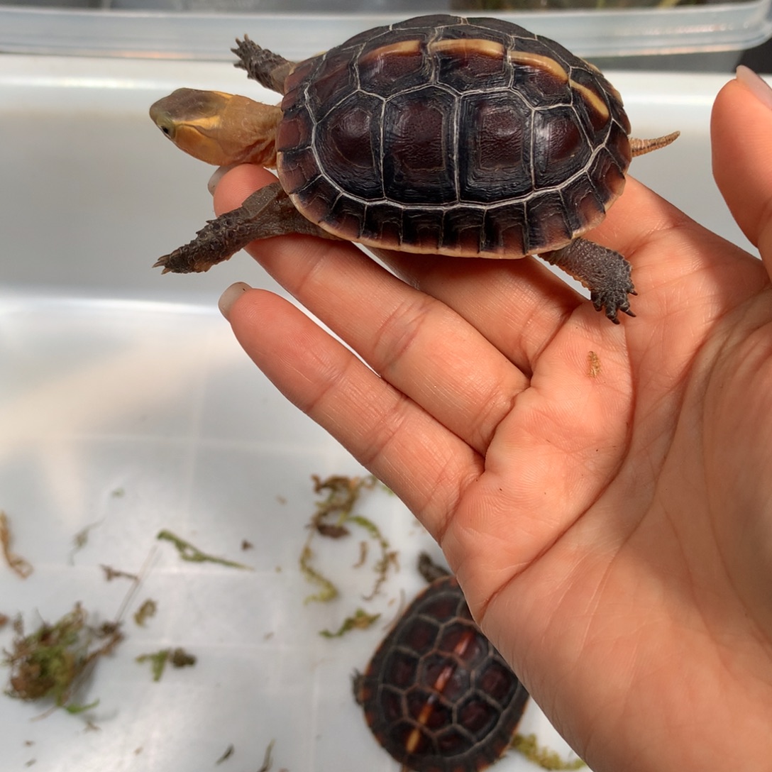宠物龟母现货现发
