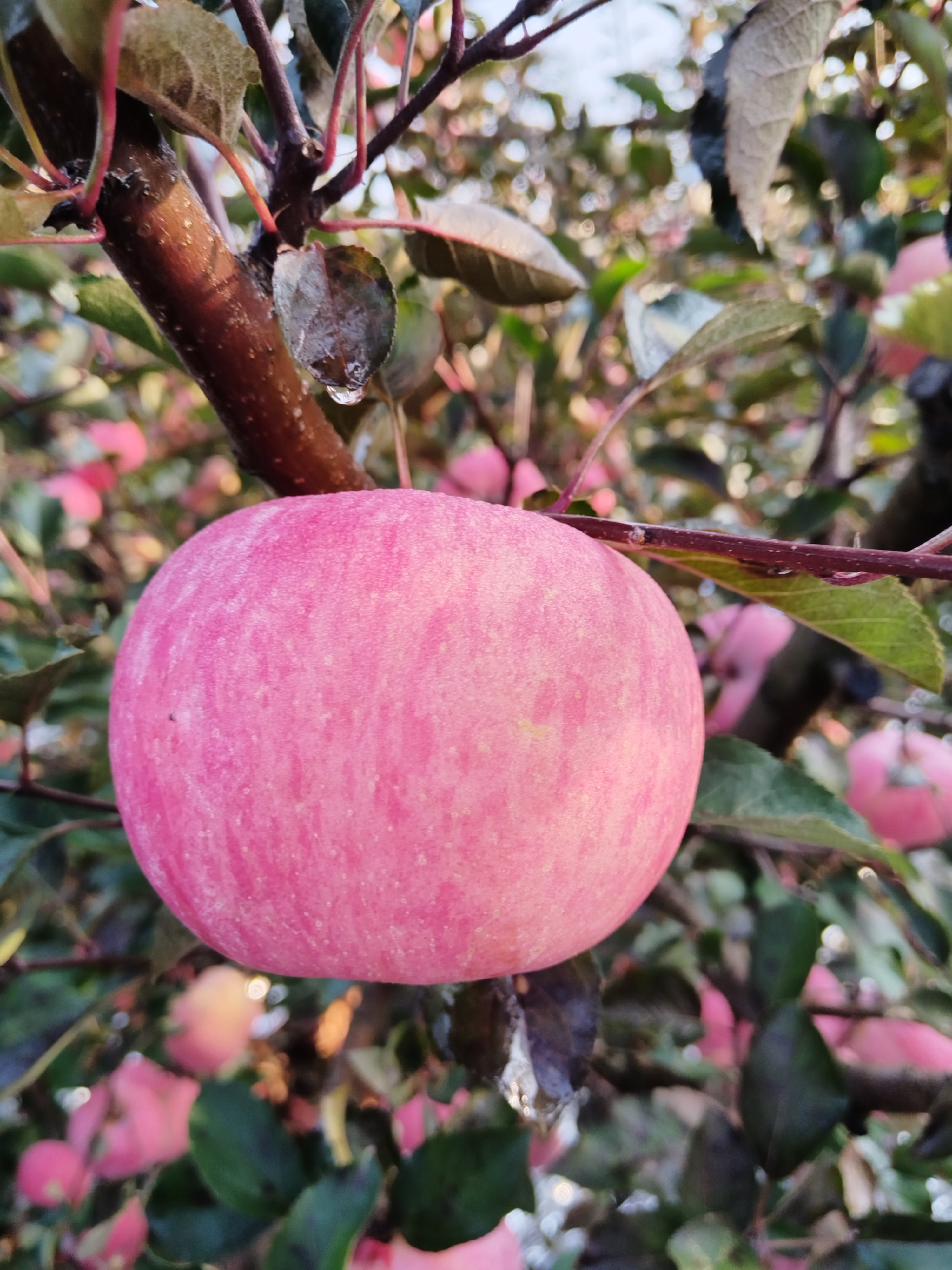 正宗陕西洛川红富士苹果新鲜脆甜多汁当季水果