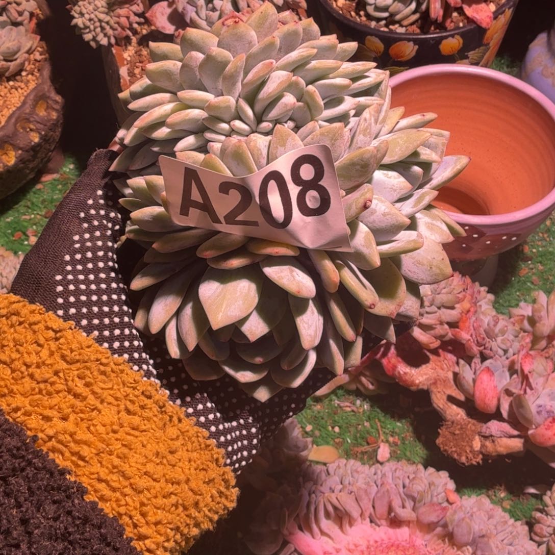 星影胸花缀多肉呀