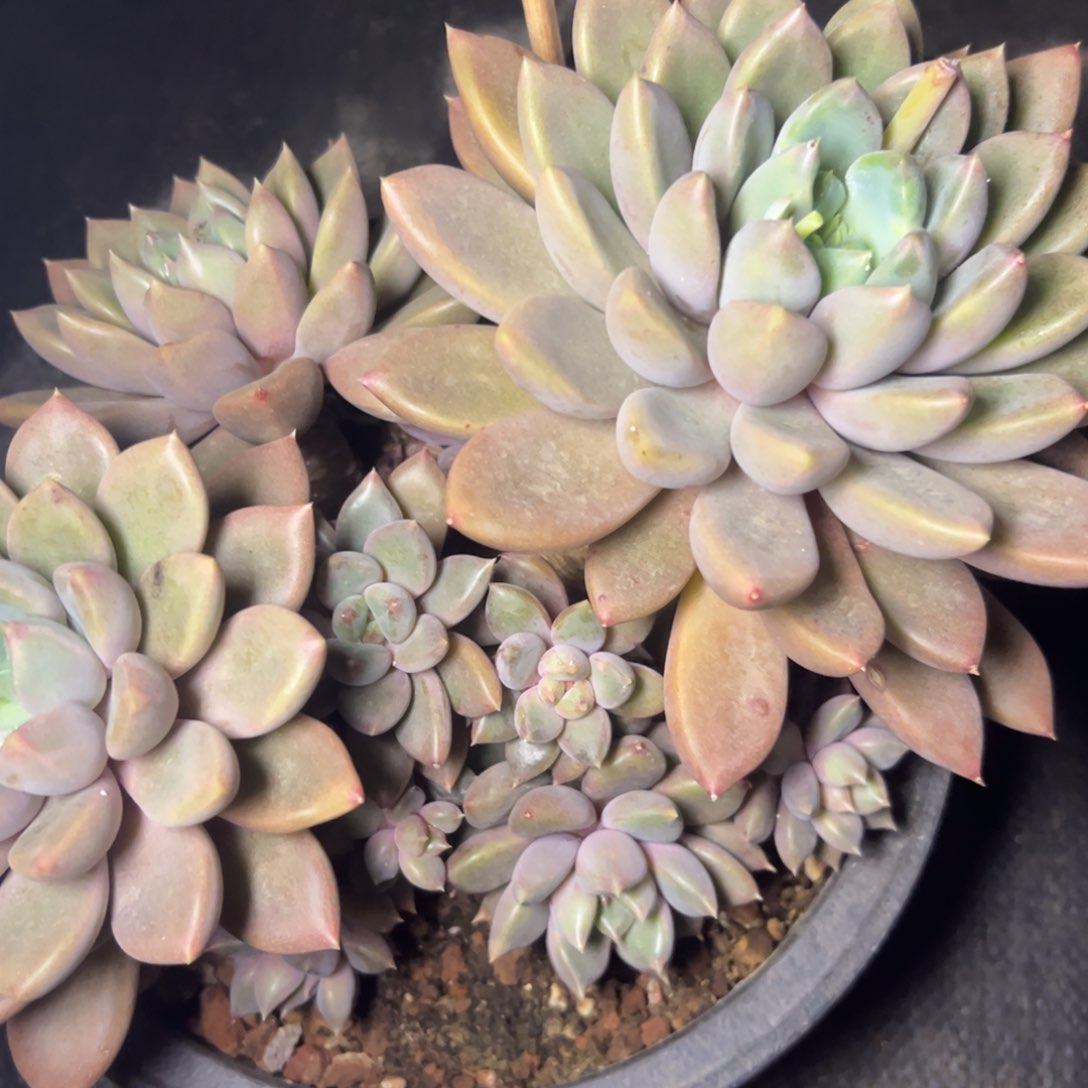 红象牙，一物一拍