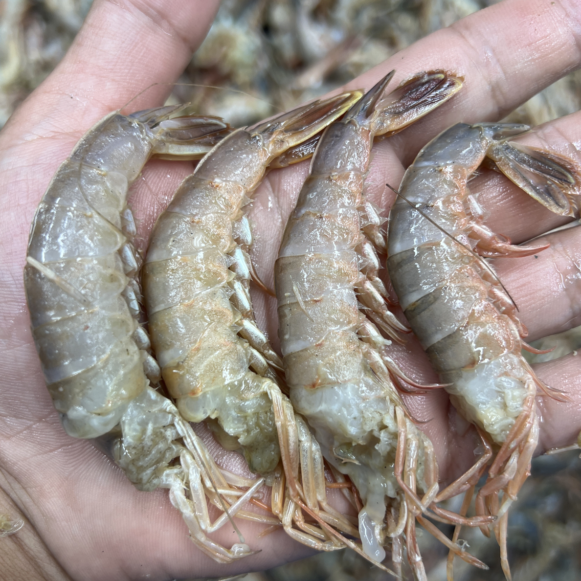 《大号去头鲜铁皮虾 》做馅 海味足 5斤装 天津发货
