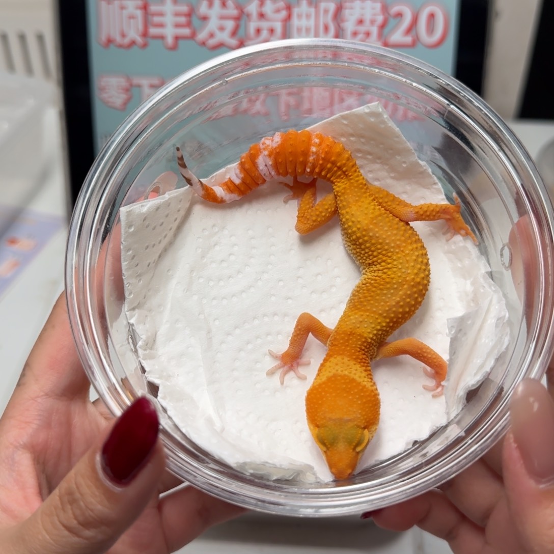 豹纹守宫阳光妹妹