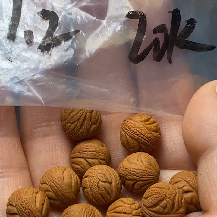 木质类秦岭山野生桃核