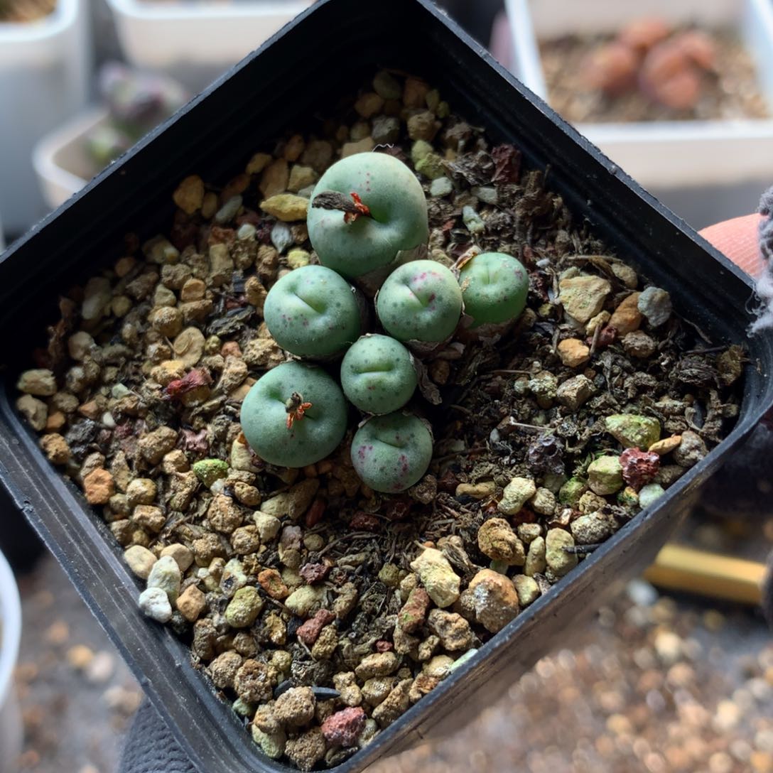 a924奶油嘴母本一颗