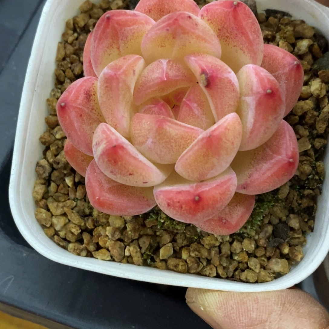 精品多肉一物一拍不包整153