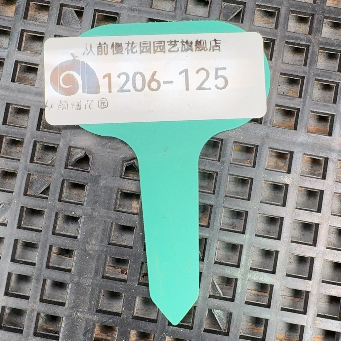 从前慢多肉精选编号1206.125