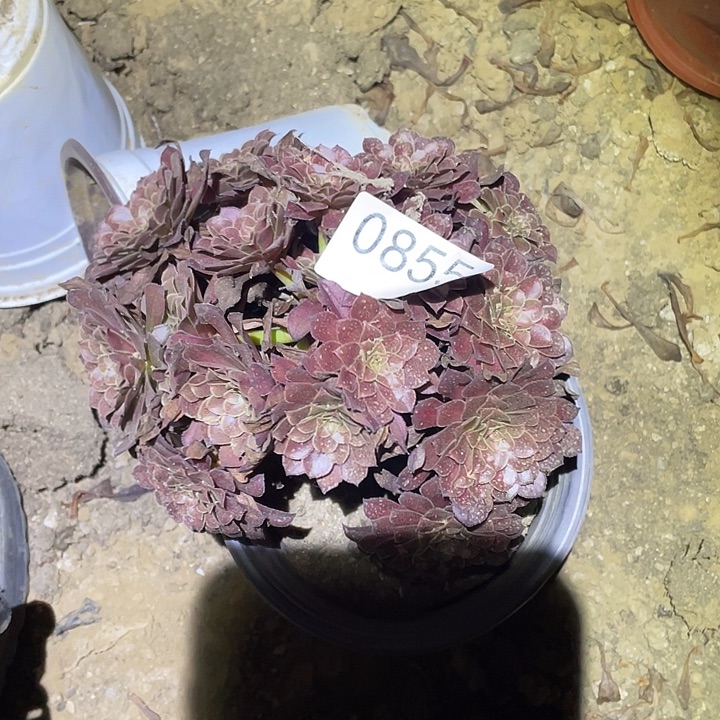 多肉植物法师855黑铜壶中班