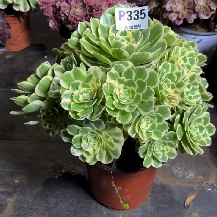 瑞妈，，，。。。。335冷月，