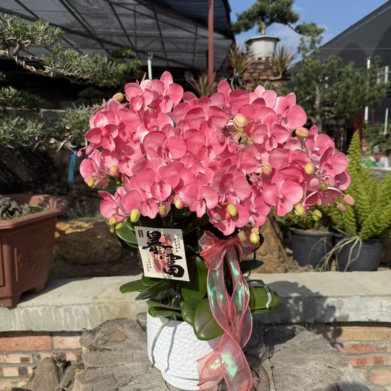 蝴蝶兰 【粉猫】中花型 好养耐养 特殊工艺植物上色  送人送礼 