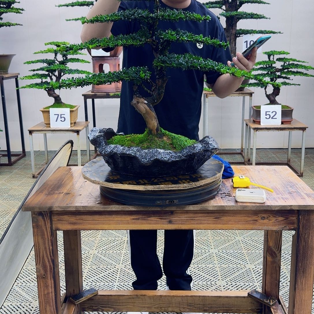 无花朵珍珠罗汉松造型盆景