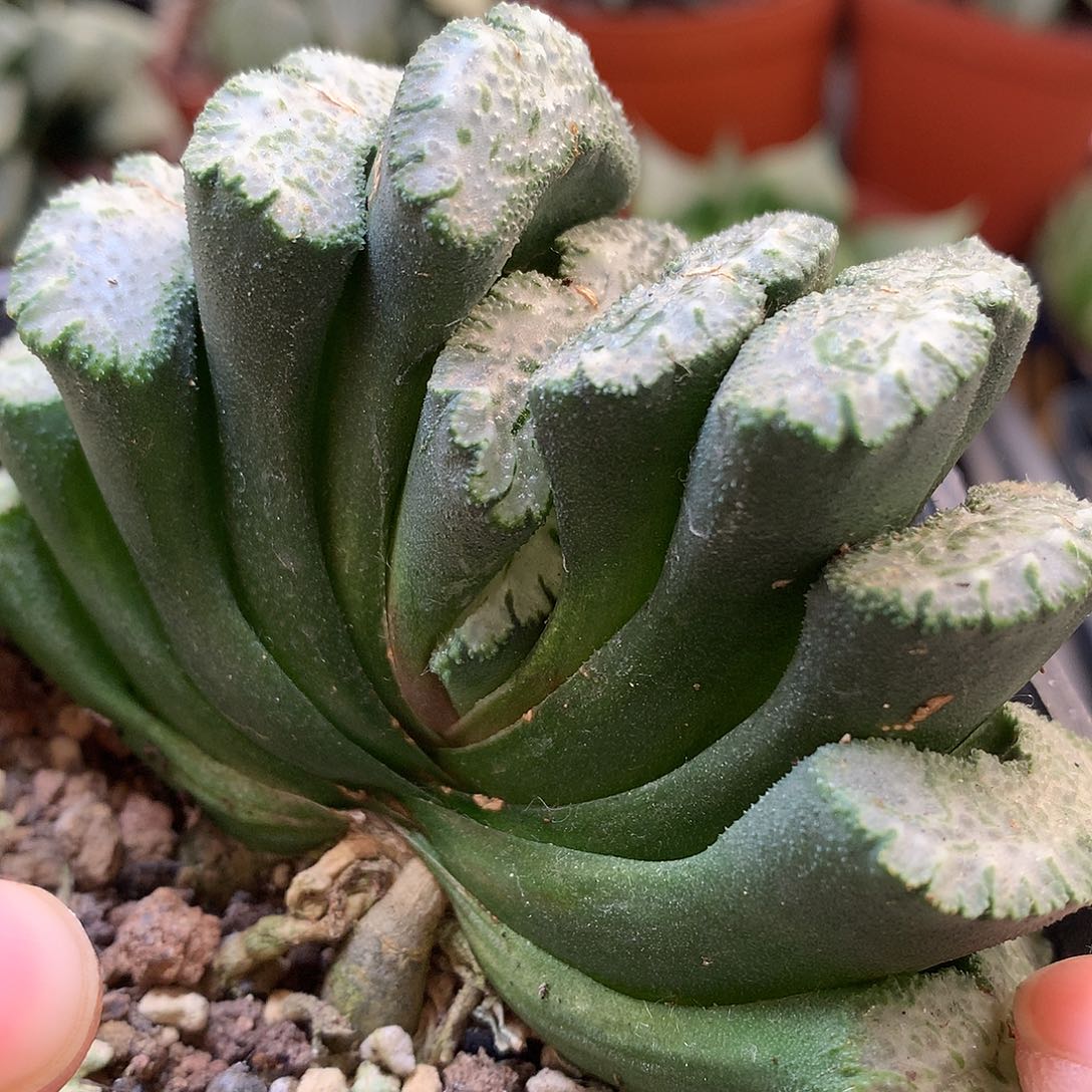 荒肌玉扇带盆土发货