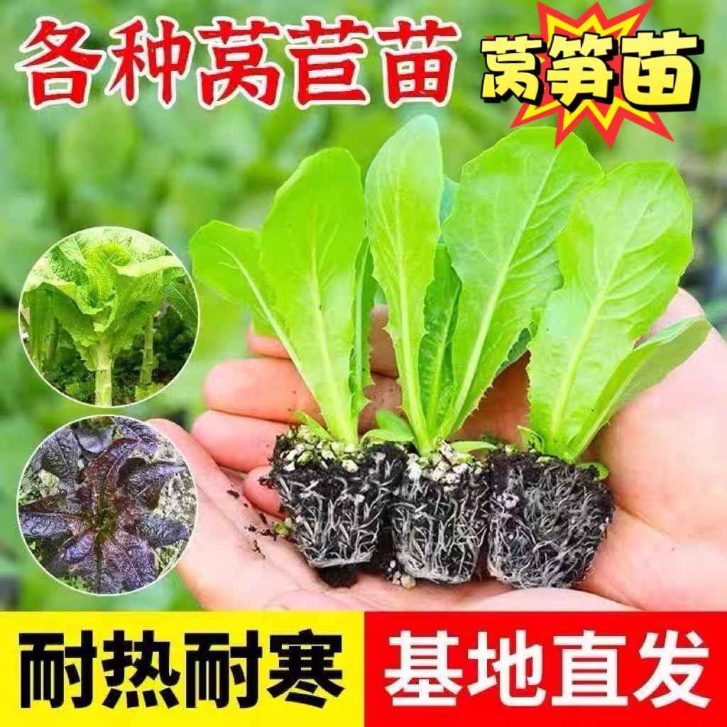 秋冬耐寒莴苣苗莴笋蔬菜苗带土发货适合阳台小院盆栽种植现挖现发