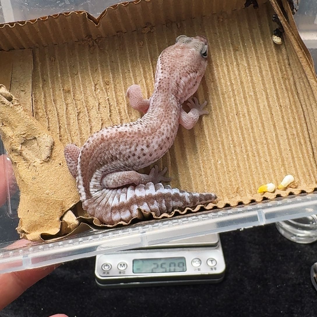 肥尾守宫奥无搞起来！