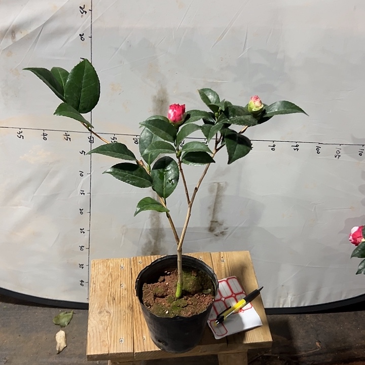 大部分花苞少量开放，双色干贝利