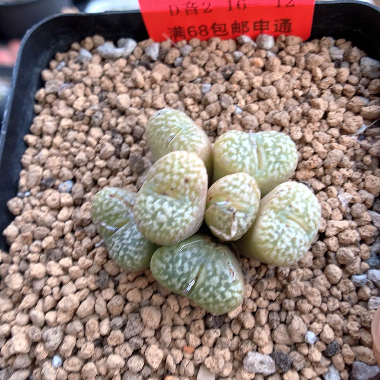 【闪购商品】2-16-12 鸟哈尼一群 25